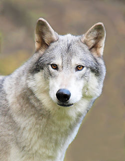 Northwestern Wolf