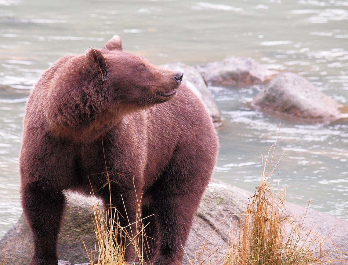 Mamma_on_the_Chilkoot near Haines AK on Chilkoot River Brown Bear,Ursus arctos