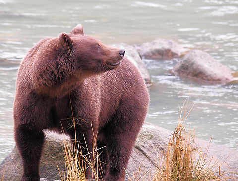 Mamma_on_the_Chilkoot near Haines AK on Chilkoot River Brown Bear,Ursus arctos