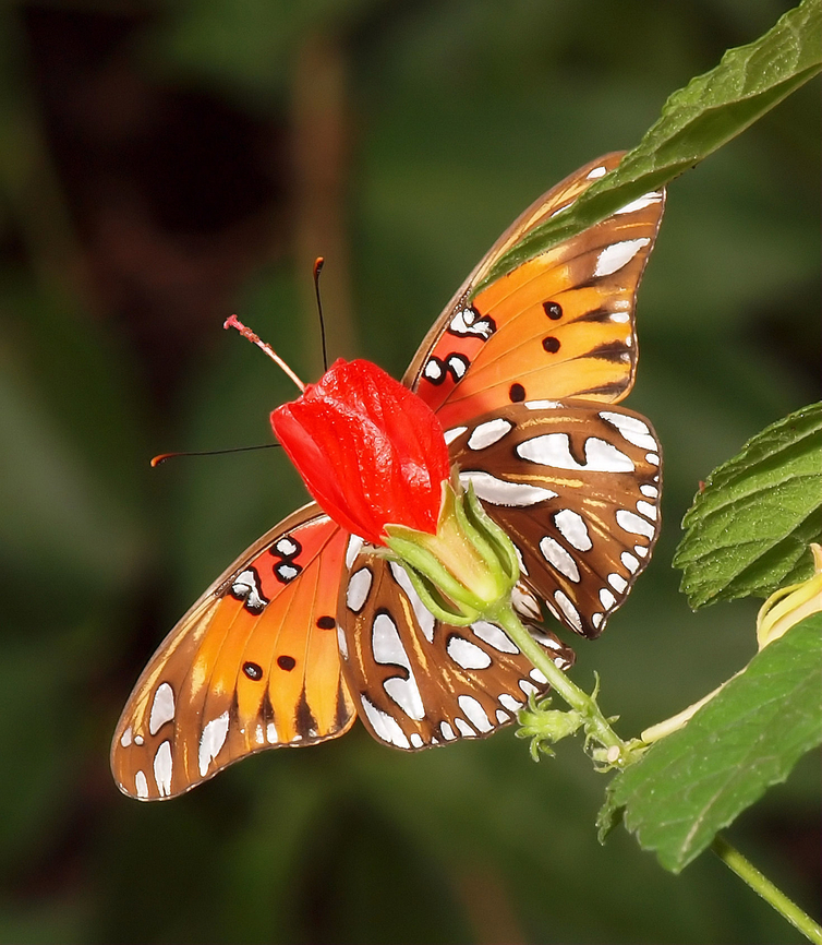 Juxtaposition  Gulf Fritillary butterfly aligns with Turk&#039;s Cap an creates exotic hybrid. Agraulis vanillae,Gulf fritillary