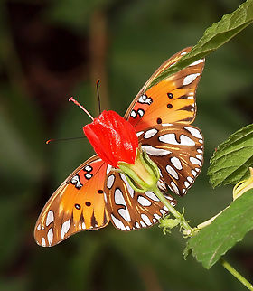 Juxtaposition  Gulf Fritillary butterfly aligns with Turk's Cap an creates exotic hybrid. Agraulis vanillae,Gulf fritillary