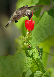 Something Extra Hummer and green anole Archilochus colubris,Ruby-throated hummingbird