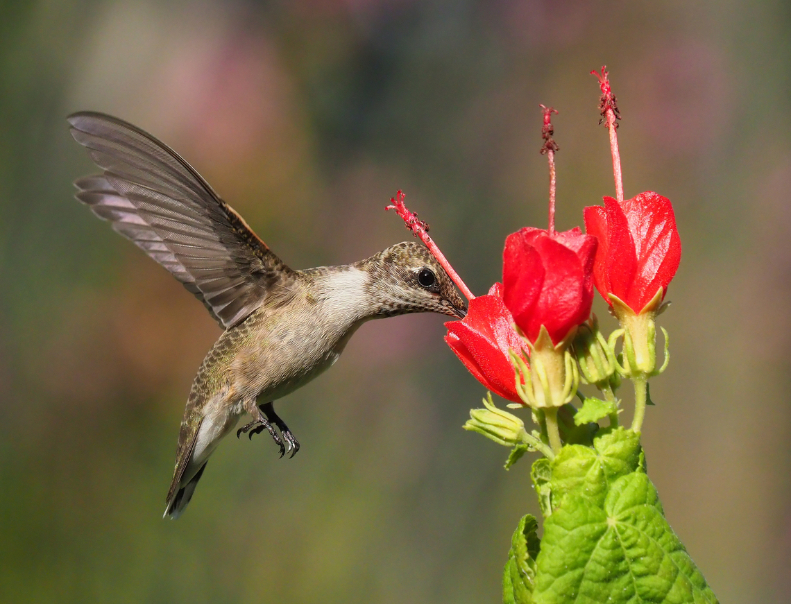 female Ruby - Throat Turk&#039;s Cap are a favorite. Archilochus colubris,Ruby-throated hummingbird