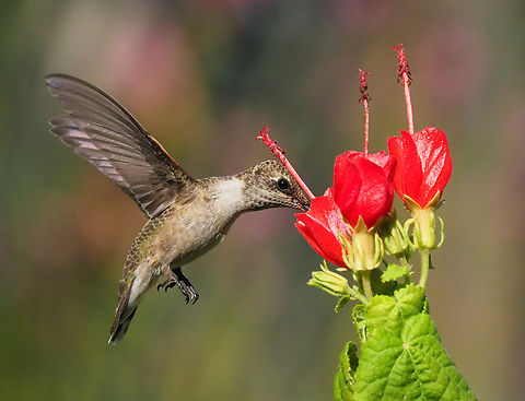 female Ruby - Throat Turk's Cap are a favorite. Archilochus colubris,Ruby-throated hummingbird