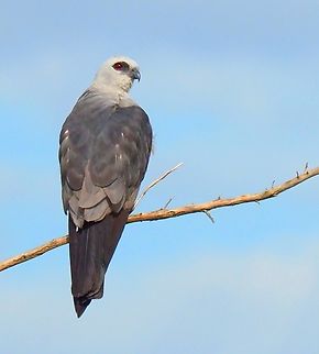 My Morning Perch Mississippi Kite in Texas pasture waiting to pounce Ictinia mississippiensis,Mississippi kite