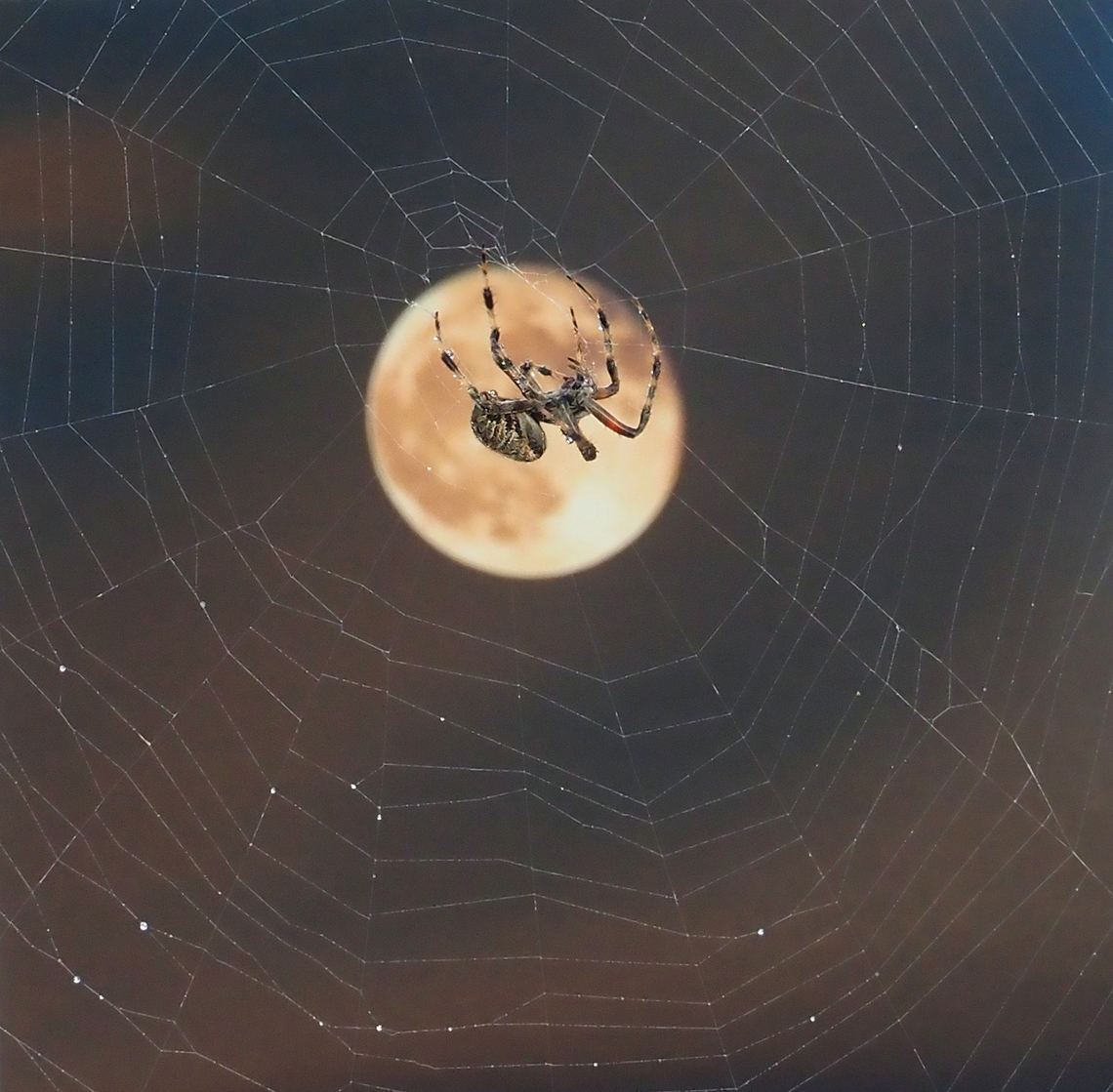 By Moonlight common orb weaver spider seen in N. Texas, USA Araneus hamiltoni,Eriophora pustulosa,Hamilton's Orb Weaver,Hentz’s orbweaver,Knobbled Orbweaver,Neoscona crucifera,Nephila pelipes,Nephila pilipes