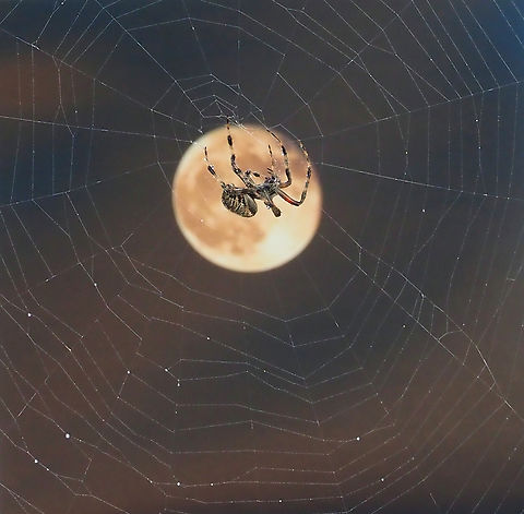 By Moonlight common orb weaver spider seen in N. Texas, USA Araneus hamiltoni,Eriophora pustulosa,Hamilton's Orb Weaver,Hentz’s orbweaver,Knobbled Orbweaver,Neoscona crucifera,Nephila pelipes,Nephila pilipes