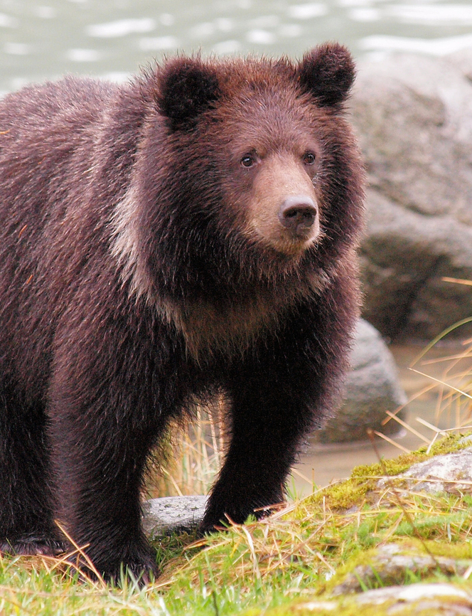 Cubby Brown bear cub with natal collar.  Haines, AK Brown Bear,Ursus arctos