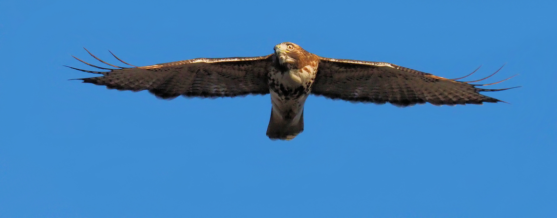 Puttin’ the ray on me…… N. Texas Buteo lineatus,Red-Shoulderd Hawk