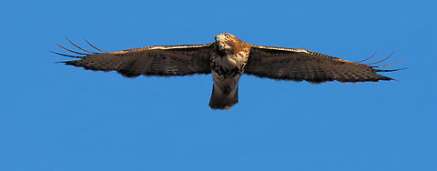Puttin’ the ray on me…… N. Texas Buteo lineatus,Red-Shoulderd Hawk