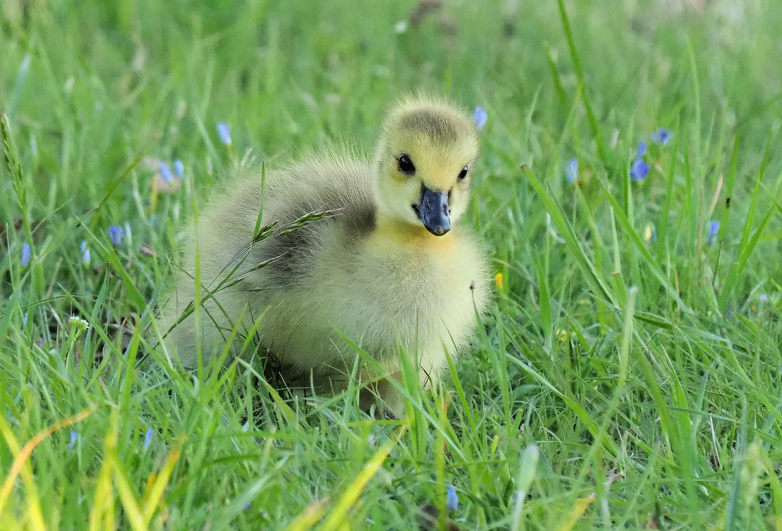 The Gosling Canada goose Branta canadensis,Canada goose