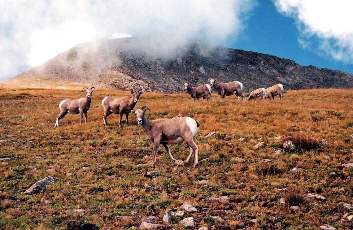 Colorado Hiking to Trinchera Peak Big horn sheep viewed in S. Central CO Bighorn sheep,Ovis canadensis