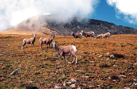 Colorado Hiking to Trinchera Peak Big horn sheep viewed in S. Central CO Bighorn sheep,Ovis canadensis