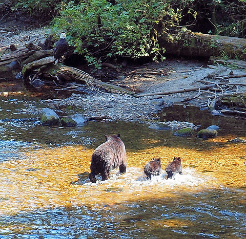 Mom watches the birdie Mother black bear keeps eye on eagle, protecting cubs as they cross Anan creek, near Wrangell, AK American black bear,Ursus americanus