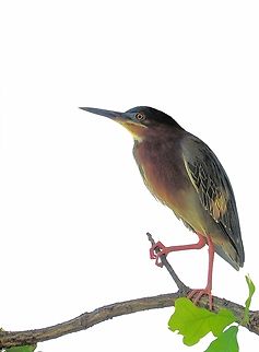 Hi-Key Heron Green heron near N. Texas pond. Butorides virescens,Green heron