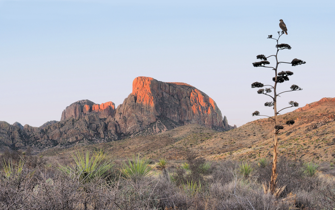 Big Bend Country Peregrine falcon, big Bend NP Falco peregrinus,Peregrine falcon