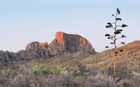 Big Bend Country Peregrine falcon, big Bend NP Falco peregrinus,Peregrine falcon