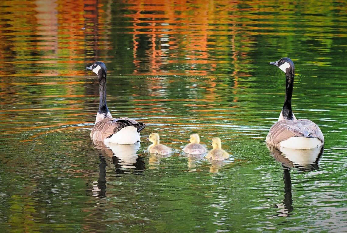 The Family Parents with goslings. Canada geese. Branta canadensis,Canada goose