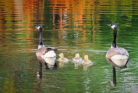 The Family Parents with goslings. Canada geese. Branta canadensis,Canada goose