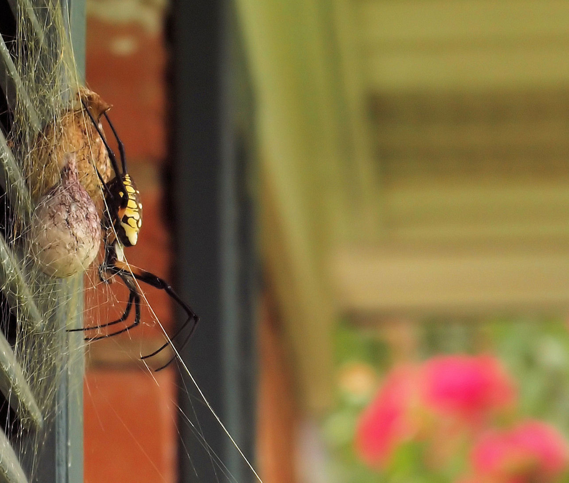 Protective Mother Argiope watches over egg sacks Argiope aurantia,Yellow Garden Spider