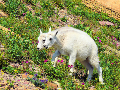 Two Heads Are Better Than One Kid goats line up for two-headed photo. GNP 2007 Mountain goat,Oreamnos americanus