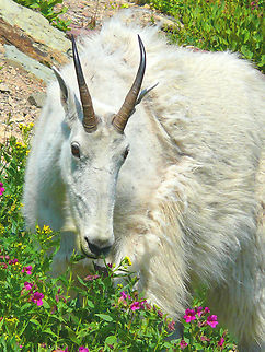 Summer Flowers...Sweet Rocky Mountain Goat near Logan Pass, GNP. 2007 Mountain goat,Oreamnos americanus