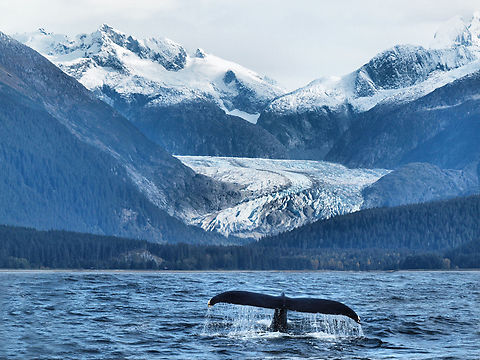 Alaskan Coastal Range, and Herbert Glacier with whales Humpback whale dives under the waters of Lynn Canal.  Eagle Beach, north of Juneau, AK Humpback whale,Megaptera novaeangliae