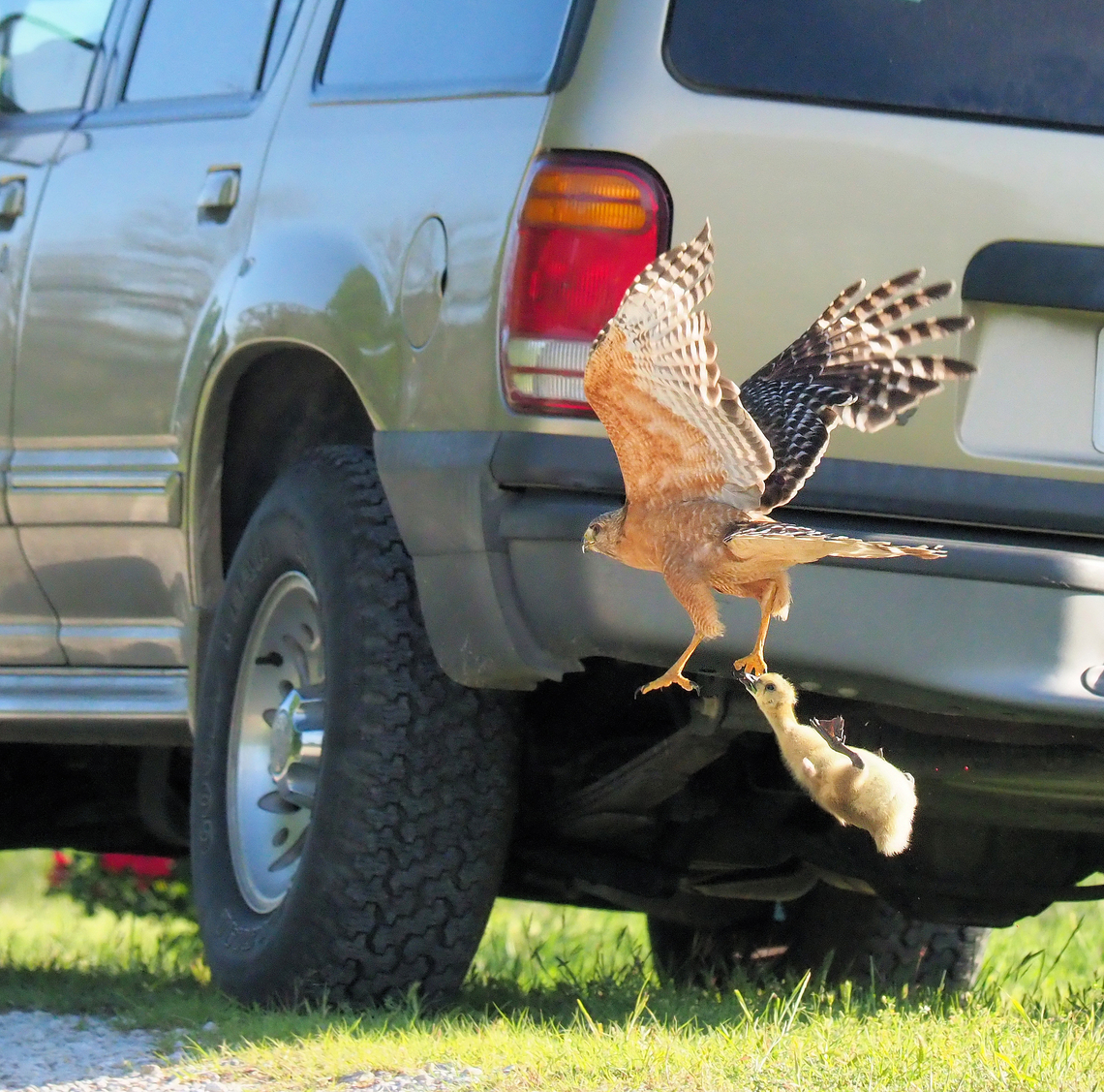 Predator-Prey Cooper's hawk grabbed one gosling from group and flew, but could not hold the prey.  I thought at first the hawk had a mouse.  The geese nearby put up a big fuss.   Accipiter cooperii,Coopers hawk