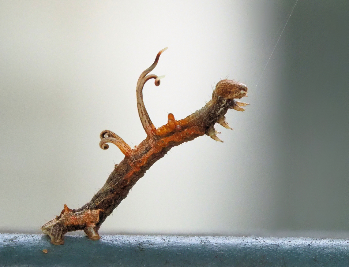 bizarre caterpillar Nematocampa resistaria  (perhaps) Horned spanworm moth,Nematocampa resistaria,Synchlora aerata,Wavy-lined emerald moth