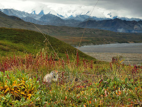 No Mountain Today Clouds blocked view of Denali at Eielsen Center, but arctic ground squirrel was visible. DNP Spermophilus parryii,arctic ground squirrel