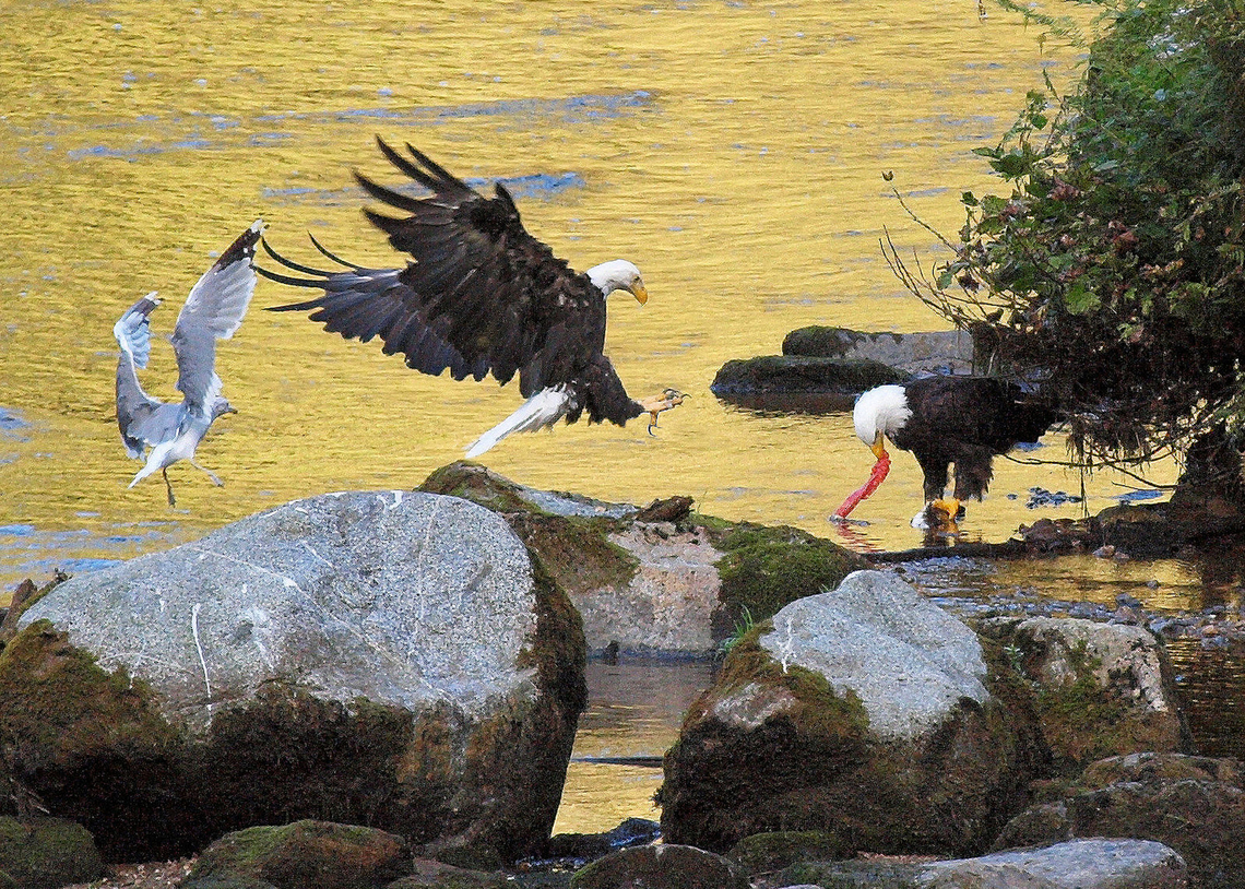 Anan eagles and friend eagles compete for salmon eggs on Anan Creek near Wrangell, Ak Bald Eagle,Haliaeetus leucocephalus