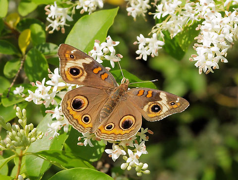 Many Eyes Buckeye butterfly on Japanese privet Common Buckeye,Junonia coenia