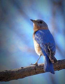 Am I Blue? Eastern bluebird perched in Bradford Pear tree. Eastern Bluebird,Sialia sialis