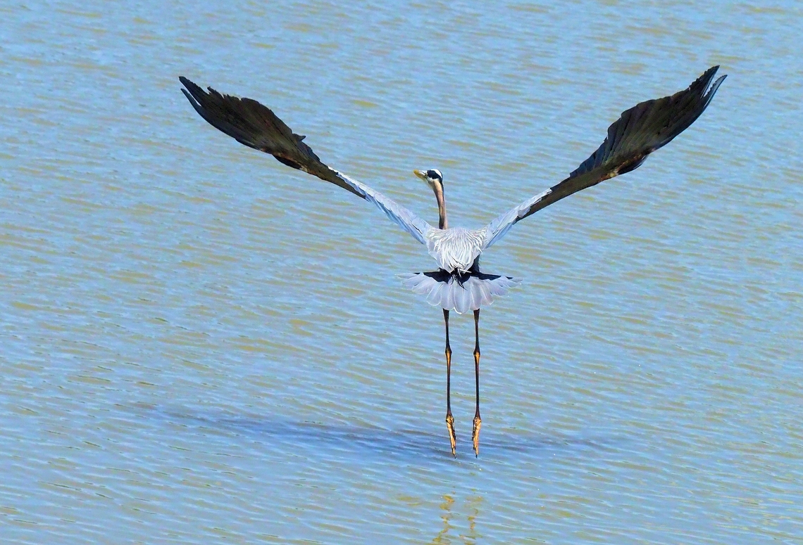 Great Blue&rsquo;s Tutu GBH lifts off with all the grace of a ballerina. Ardea herodias,Great blue heron