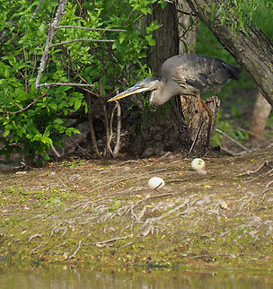 Duck eggs, yummy! GBH sneaks Ardea herodias,Great blue heron