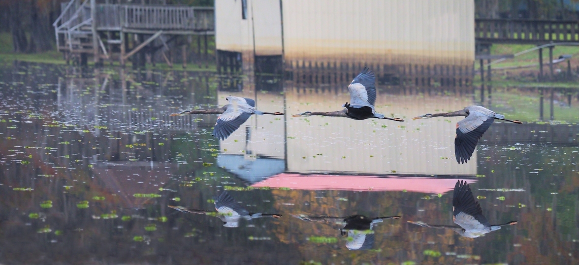 Waterfront illusion A 3 frame burst of GBH with reflections, as the bird flies at Caddo Lake.  Lakefront property includes walkways and boat shed. 11-2022         Ardea herodias,Great blue heron