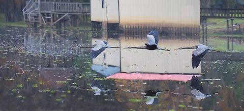 Waterfront illusion A 3 frame burst of GBH with reflections, as the bird flies at Caddo Lake.  Lakefront property includes walkways and boat shed. 11-2022         Ardea herodias,Great blue heron