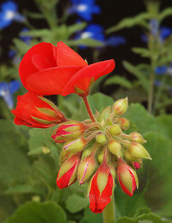Unknown red flowering plant Perhaps it is Pelargonium sp. ?