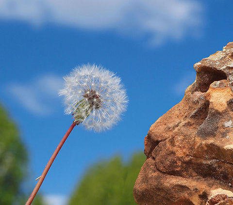 Low-down dandy lions dandelion and lion- faced rock Red-seeded dandelion,Taraxacum erythrospermum