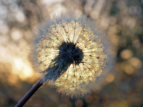 A Real Dandy Lion backlit by setting sun Red-seeded dandelion,Taraxacum erythrospermum