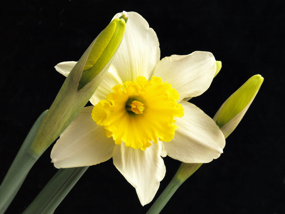 Early bloomer Plant them once and they will return, making the transition from winter to spring joyful.