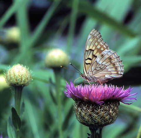 Emperor butterfly resting on a basket flower. Scan of slide film image. Asterocampa clyton,Tawny Emperor