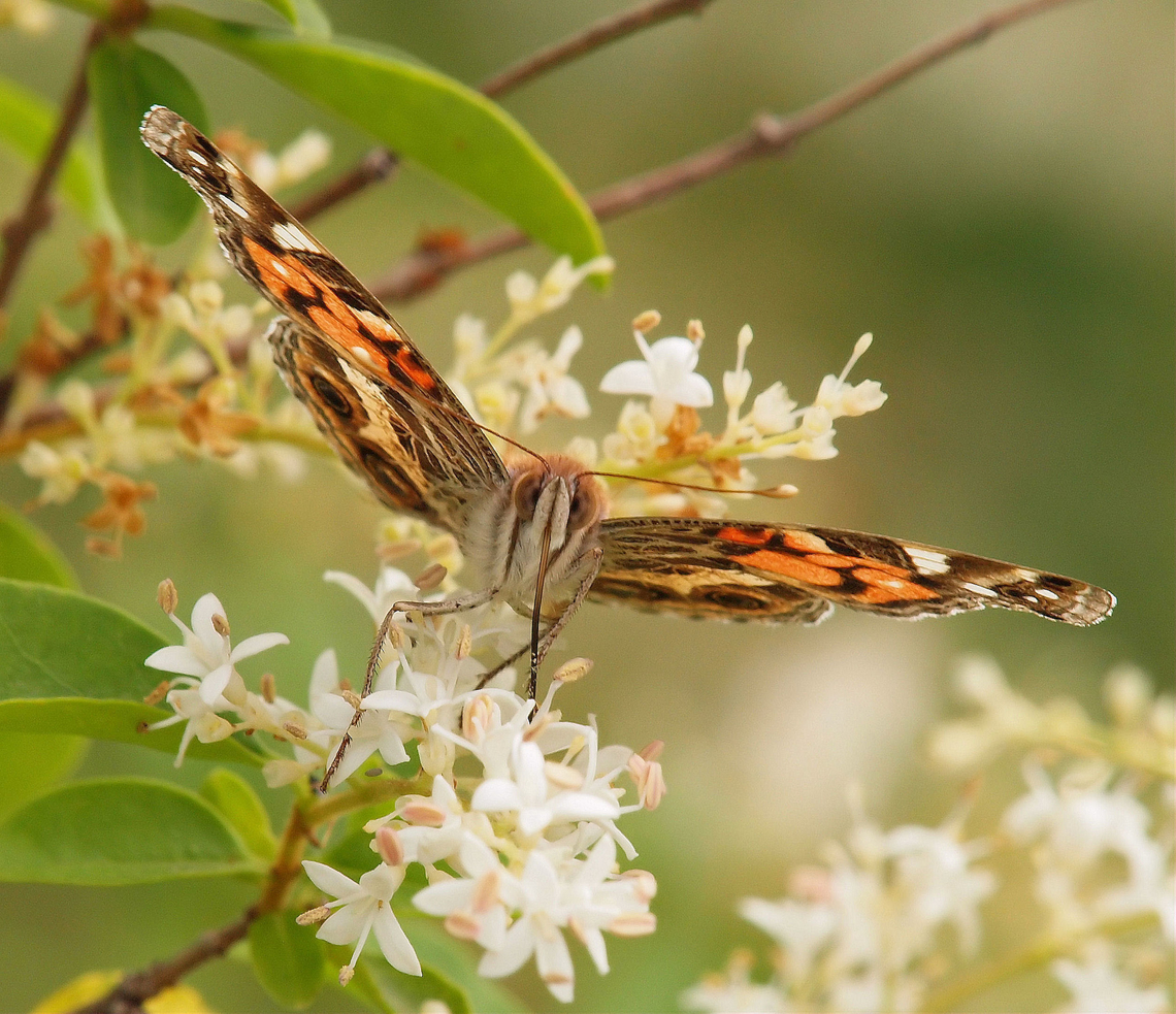 American Painted Lady feeding on Japanese privet American Painted Lady,Vanessa virginiensis