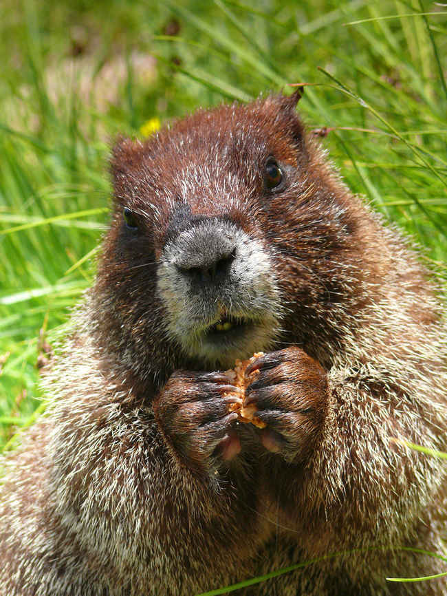 Moocher Marmot I was approached by marmot while enjoying a snack break descending New Mexico highpoint, Wheeler Peak.  I decided to share. They love the crinkly wrapping paper on the treats. Marmota flaviventris,Yellow-bellied marmot