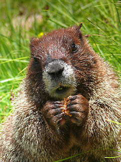 Moocher Marmot I was approached by marmot while enjoying a snack break descending New Mexico highpoint, Wheeler Peak.  I decided to share. They love the crinkly wrapping paper on the treats. Marmota flaviventris,Yellow-bellied marmot
