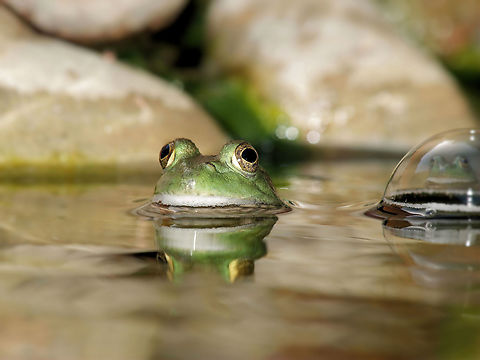 My Bubble Buddy Two frogs enjoy home garden pond which sometimes produces bubbles. American Bullfrog,Lithobates catesbeianus