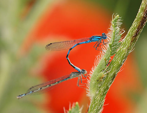 Damsel Dancing At 8,000 ft in Colorado Rocky Mountains