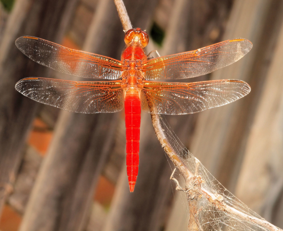 The Bright Red Skimmer  a male neon skimmer. females are more orange-brown in color. Libellula croceipennis,Neon skimmer