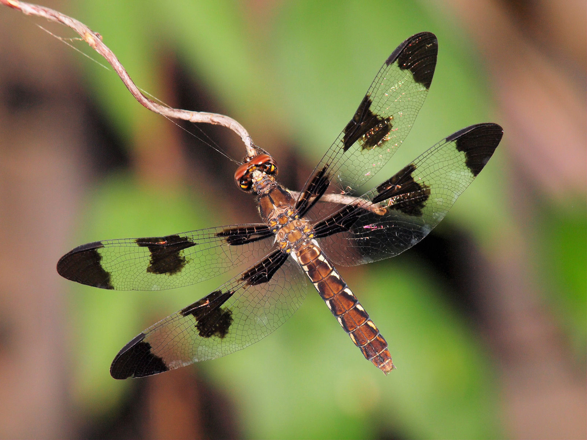 Count My Spots..... 12 spotted skimmer on curvy branch. Libellula pulchella,Twelve-spotted Skimmer