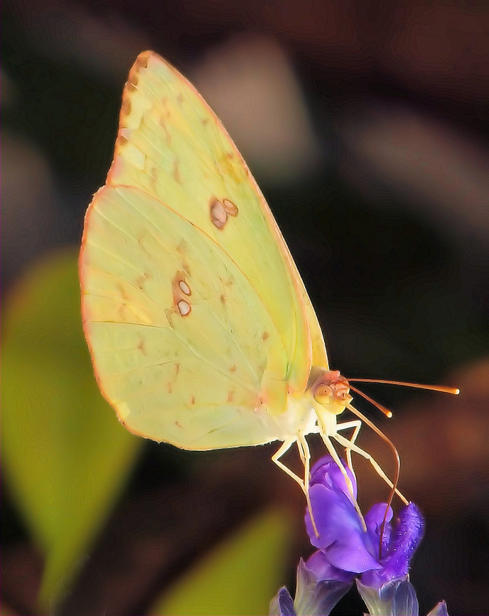 Cloudless Sulpher butterfly feeding on purple salvia Cloudless sulphur,Phoebis sennae